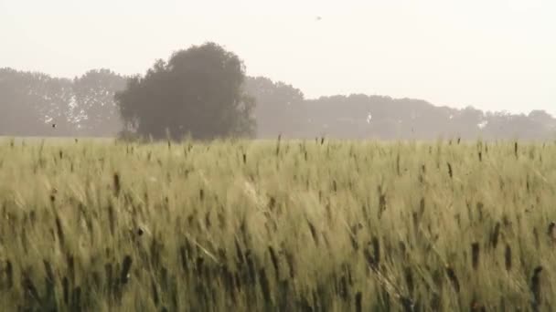 Campo Trigo Fondo Las Espigas Que Maduran Del Campo Del — Vídeos de Stock