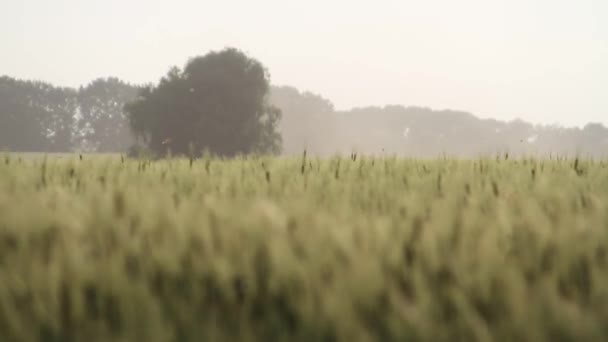 Campo Trigo Fondo Las Espigas Que Maduran Del Campo Del — Vídeos de Stock