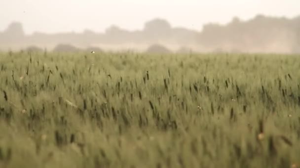 Campo Trigo Fondo Las Espigas Que Maduran Del Campo Del — Vídeo de stock