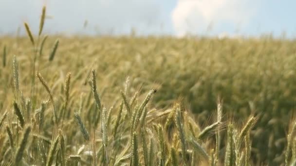 Weizenfeld Hintergrund Der Reifenden Ähren Des Weizenfeldes Weizenernte Der Ukraine — Stockvideo