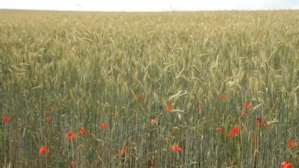 草甸小麦田间成熟耳的背景 乌克兰的小麦作物 小麦胡须 — 图库视频影像