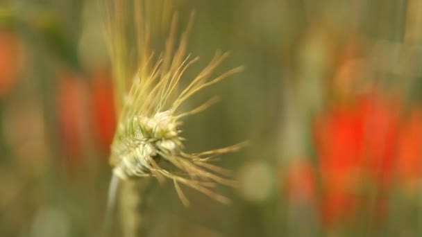 牧草地の小麦畑の熟成の耳の背景 ウクライナの小麦の収穫 麦のひげ — ストック動画