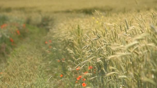 Campo Trigo Fondo Las Espigas Que Maduran Del Campo Del — Vídeos de Stock