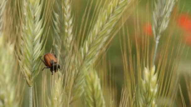 農業害虫の昆虫 小麦害虫 カブトムシ Anisoplia Austriaca 穀物の有害な害虫 — ストック動画