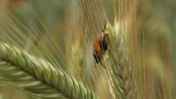 Insetos Pragas Agrícolas Campo Vermes Trigo Carrapatos Besouro Anisoplia Austriaca — Vídeo de Stock