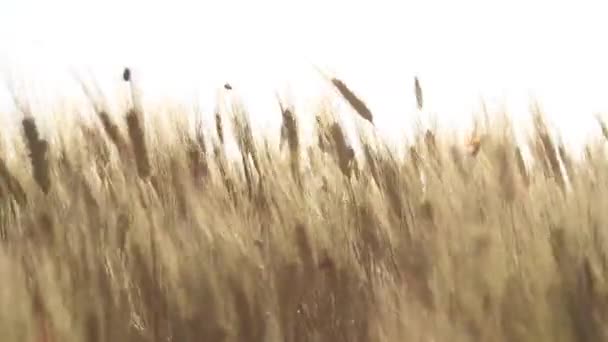 Agrarische Ongediertebestrijding Insecten Het Veld Tarwe Ongedierte Teken Kever Anisoplia — Stockvideo