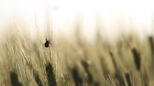 Insetos Pragas Agrícolas Campo Vermes Trigo Carrapatos Besouro Anisoplia Austriaca — Vídeo de Stock