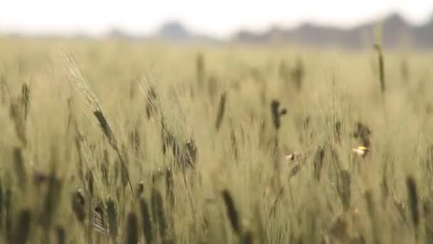 Insetti Parassiti Agricoli Nel Campo Germi Grano Zecche Scarafaggi Anisoplia — Video Stock