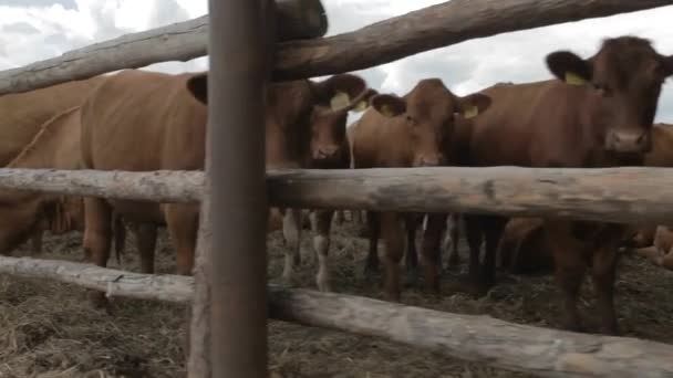 Melkkoeien Een Farm Moderne Boerderij Stal Met Het Melken Van — Stockvideo