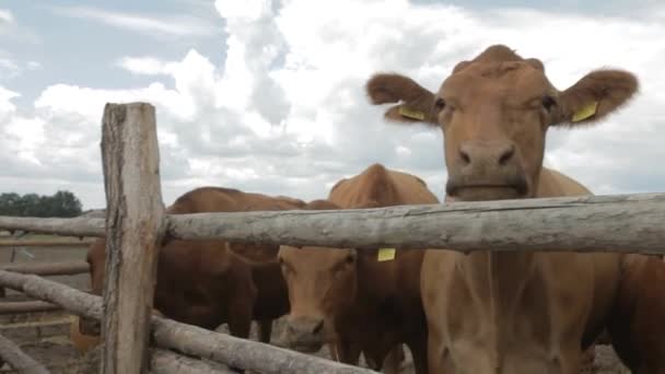 Vacas Lecheras Una Granja Moderna Granja Vaquera Con Vacas Lecheras — Vídeos de Stock