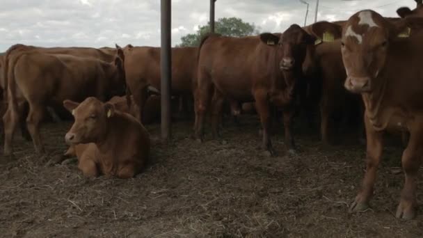 Vacas Lecheras Una Granja Moderna Granja Vaquera Con Vacas Lecheras — Vídeos de Stock