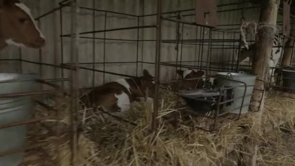 Vacas Lecheras Una Granja Moderna Granja Vaquera Con Vacas Lecheras — Vídeo de stock