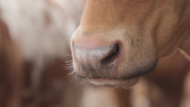 Молочні Корови Фермі Сучасне Фермерське Коров Яцтво Доїльними Коровами Корова — стокове відео