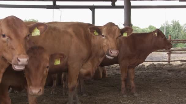 農場の乳牛 牛の乳搾りとモダンなファーム牛舎 馬小屋で牛します 農業産業 農業および動物飼育の概念 牛の群れ — ストック動画