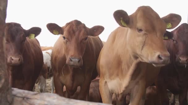 Αγελάδες Γαλακτοπαραγωγής Ένα Αγρόκτημα Μοντέρνα Φάρμα Βουστάσιο Άρμεγμα Αγελάδες Αγελάδα — Αρχείο Βίντεο