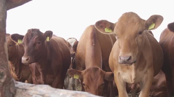 Vacas Lecheras Una Granja Moderna Granja Vaquera Con Vacas Lecheras — Vídeos de Stock