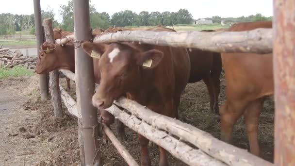 Vacas Leiteiras Numa Quinta Fazenda Moderna Com Vacas Leiteiras Vaca — Vídeo de Stock