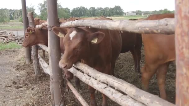 Melkkoeien Een Farm Moderne Boerderij Stal Met Het Melken Van — Stockvideo