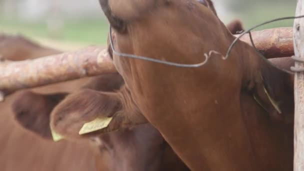 Milchkühe Auf Einem Bauernhof Moderner Stall Mit Milchkühen Kuh Stall — Stockvideo