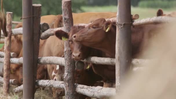 Vaches laitières dans une ferme. étable de ferme moderne avec vaches laitières. Vache dans une étable. Industrie agricole, concept d'élevage, troupeau de vaches .