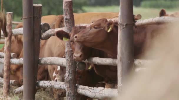 Vacas Lecheras Una Granja Moderna Granja Vaquera Con Vacas Lecheras — Vídeo de stock