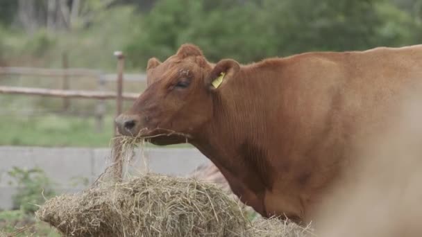 Krów Mlecznych Farmie Nowoczesne Gospodarstwo Obora Dojenia Krów Krowa Stajni — Wideo stockowe