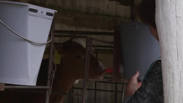 Calf Feeding Feeding Milk Replacer Calves Cows Feeding Farm Calves — Stock Video