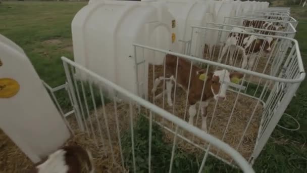 Lindos Terneros Establo Vaca Bebé Cerca Bos Taurus Alimentándose Leche — Vídeos de Stock