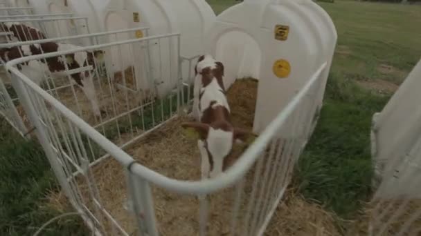 Lindos Terneros Establo Vaca Bebé Cerca Bos Taurus Alimentándose Leche — Vídeo de stock