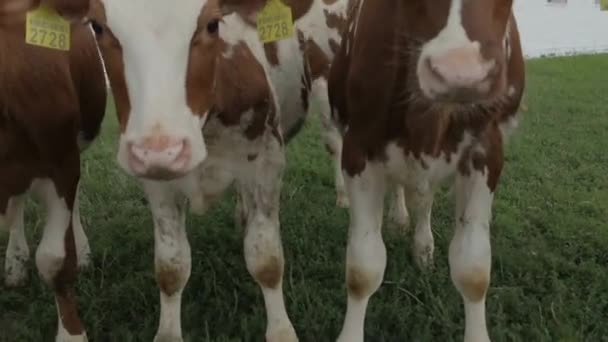 Lindos Terneros Establo Vaca Bebé Cerca Bos Taurus Alimentándose Leche — Vídeo de stock