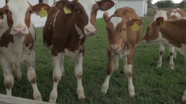 Şirin Buzağı Çiftliği Cowshed Içinde Yakın Çekim Bebek Inek Bos — Stok video