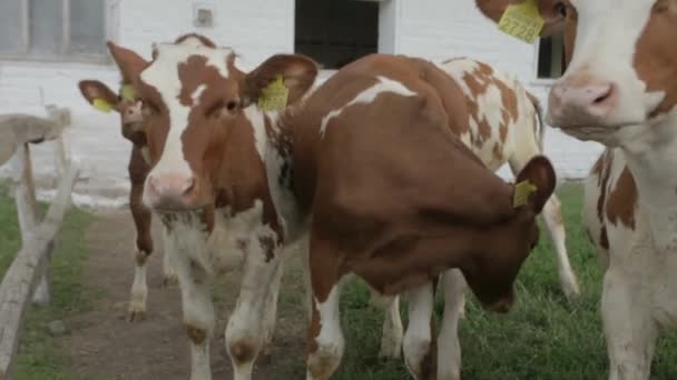 かわいい子牛ファーム牛舎 クローズ アップ赤ちゃん牛 Bos Taurus ファームでの牛乳の供給します 農場の乳牛 牛の乳搾りとモダンなファーム牛舎 馬小屋で子を産みます 農業産業 — ストック動画