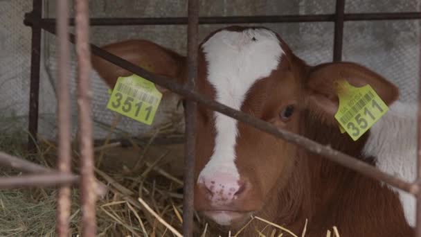 牛栏农场里可爱的小牛 近距离婴儿奶牛 牛金牛座 在农场喂牛奶 奶牛在一个农场 现代农场牛栏挤奶奶牛 卡尔韦在一个稳定的 畜牧业概念 — 图库视频影像