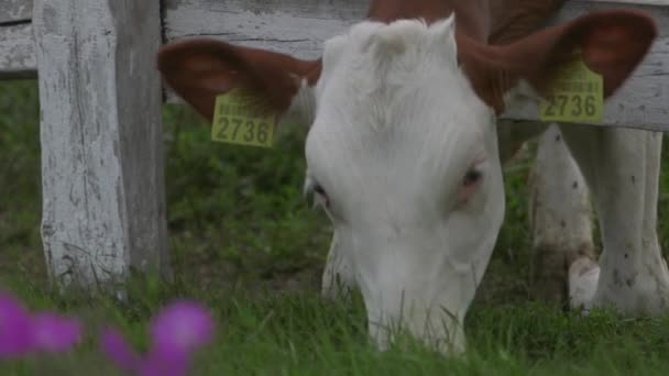 Ładny Cieląt Oborze Farmy Zbliżenie Dziecka Krowa Bos Taurus Karmienie — Wideo stockowe