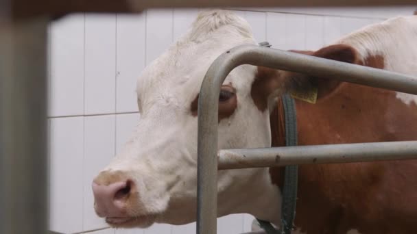 牛の搾乳施設と機械化された搾乳機器 モダニズムの農業生産を農業牛オートメーション ウクライナの農場の乳牛 牛の乳搾りとモダンなファーム牛舎 — ストック動画
