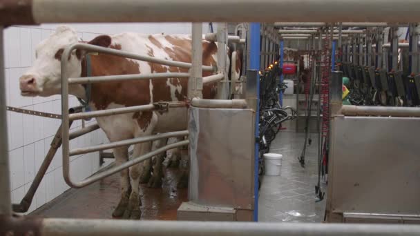 奶牛挤奶设施和机械化挤奶设备 奶牛自动化养殖现代化农业生产 乌克兰农场的奶牛 现代农场牛栏挤奶奶牛 — 图库视频影像