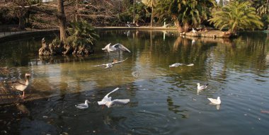 Barcelona görünümü - eski ve ünlü tarihi şehir, İspanya, İspanya. 