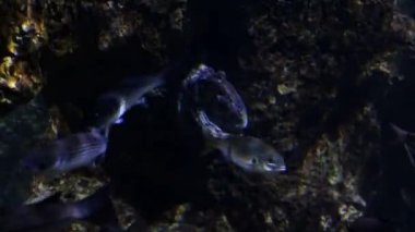 Sualtı canlıları. Balık akvaryum yüzme. Barcelona oceanarium.