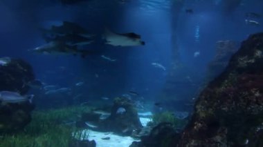 Sualtı canlıları. Balık akvaryum yüzme. Barcelona oceanarium.