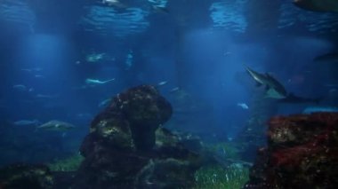 Sualtı canlıları. Balık akvaryum yüzme. Barcelona oceanarium.