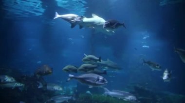 Sualtı canlıları. Balık akvaryum yüzme. Barcelona oceanarium.