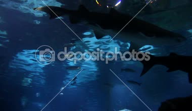 Sualtı canlıları. Balık akvaryum yüzme. Barcelona oceanarium.