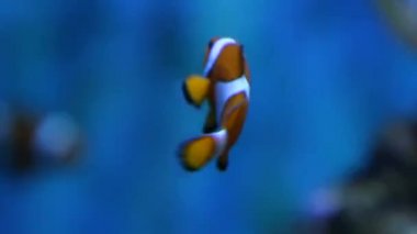 Sualtı canlıları. Balık akvaryum yüzme. Barcelona oceanarium.