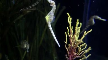 Sualtı canlıları. Balık akvaryum yüzme. Barcelona oceanarium.