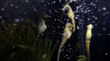 Sualtı canlıları. Balık akvaryum yüzme. Barcelona oceanarium.