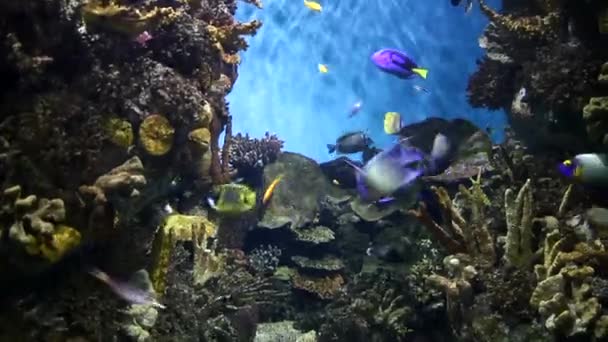 水下生活 鱼在水族馆游泳 巴塞罗那水族馆 — 图库视频影像