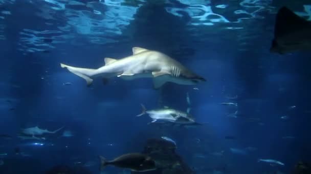 Підводний Життя Риби Плавають Акваріумі Барселона Океанаріум — стокове відео