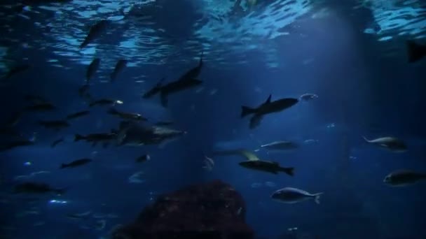 Víz Alatti Élet Halak Úszkálnak Akvárium Barcelona Oceanarium — Stock videók