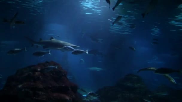 Vida Subaquática Peixes Nadando Aquário Oceanário Barcelona — Vídeo de Stock