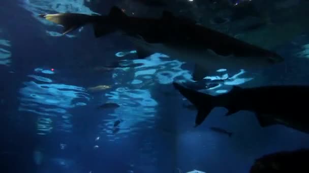 Vida Submarina Peces Nadando Acuario Oceanario Barcelona — Vídeos de Stock